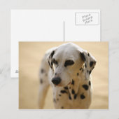 Honden Briefkaart (Voorkant / Achterkant)