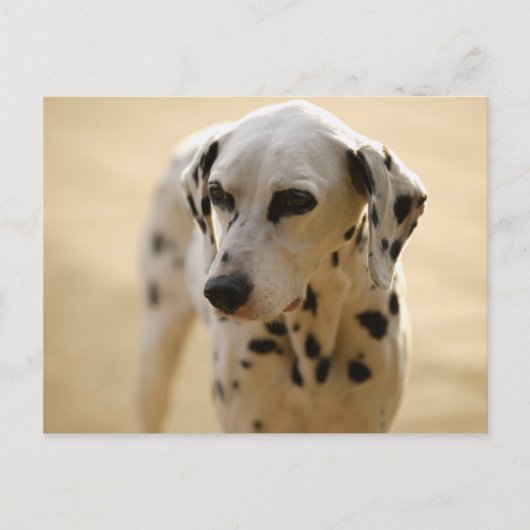 Honden Briefkaart (Voorkant)