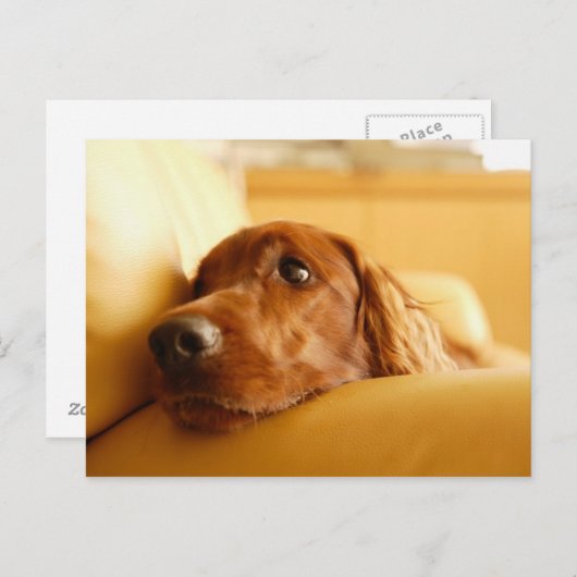 Honden Briefkaart (Voorkant / Achterkant)