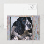 Honden Briefkaart (Voorkant / Achterkant)