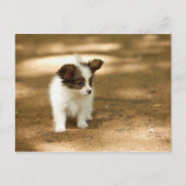 Honden Briefkaart (Voorkant)