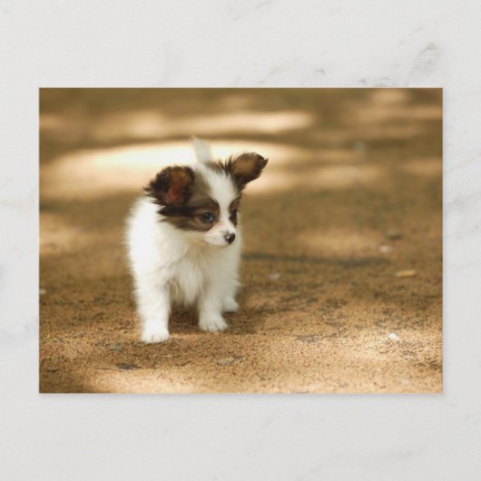 Honden Briefkaart (Voorkant)