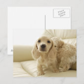 Honden Briefkaart (Voorkant / Achterkant)