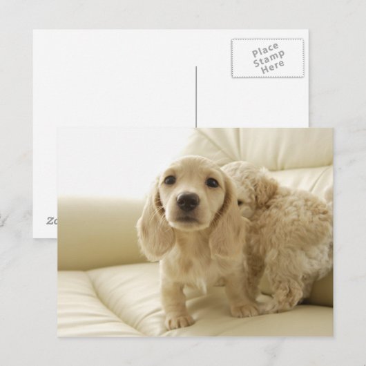 Honden Briefkaart (Voorkant / Achterkant)