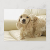 Honden Briefkaart (Voorkant)