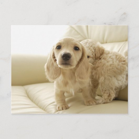 Honden Briefkaart (Voorkant)