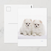 Honden briefkaarten (Voorkant / Achterkant)