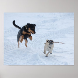 Honden die in de sneeuw spelen poster