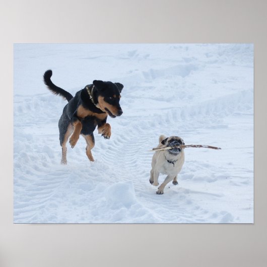 Honden die in de sneeuw spelen poster (Voorkant)