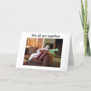 HONDEN DIE KRAZY CATS MOVIE BEKIJKEN ZEGGEN GEWELD KAART