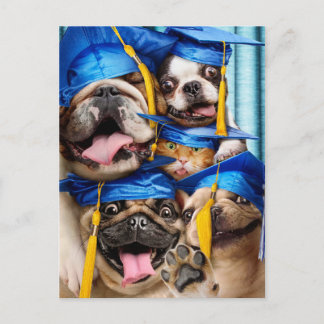 Honden en katten afgestudeerd in fotohokje briefkaart
