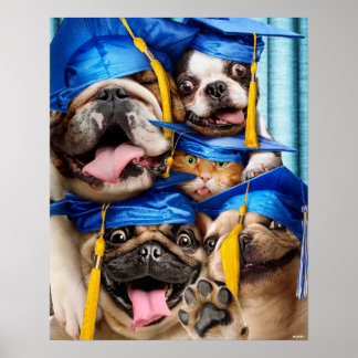 Honden en katten afgestudeerd in fotohokje poster