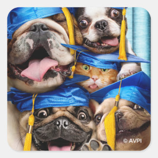 Honden en katten afgestudeerd in fotohokje vierkante sticker