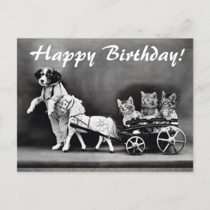  honden en katten Happy Birthday Briefkaart