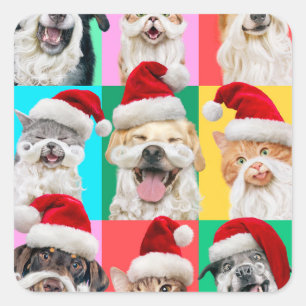Honden en katten met kerstbaard vierkante sticker
