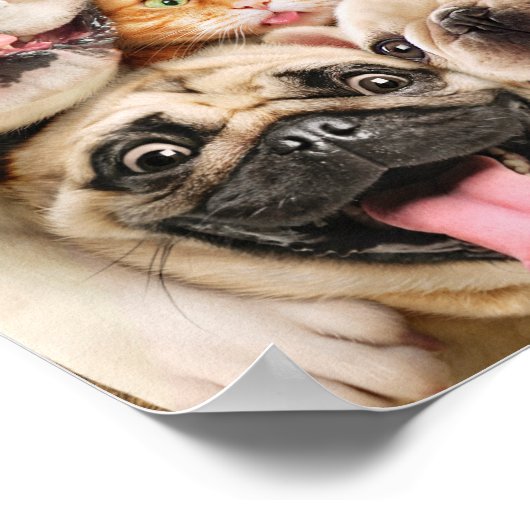 Honden en kattengroepfoto poster (Hoek)