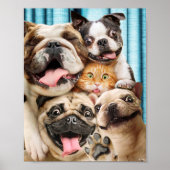 Honden en kattengroepfoto poster (Voorkant)