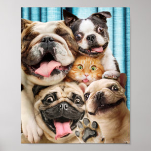 Honden en kattengroepfoto poster