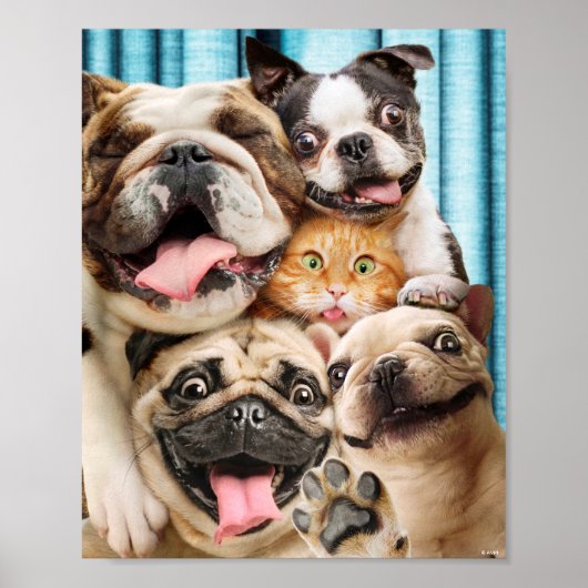 Honden en kattengroepfoto poster (Voorkant)