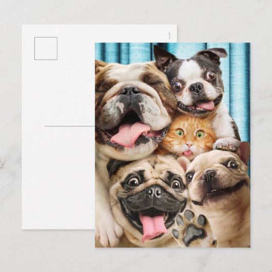 Honden en kattengroepfoto's uitnodiging briefkaart (Voorkant / Achterkant)