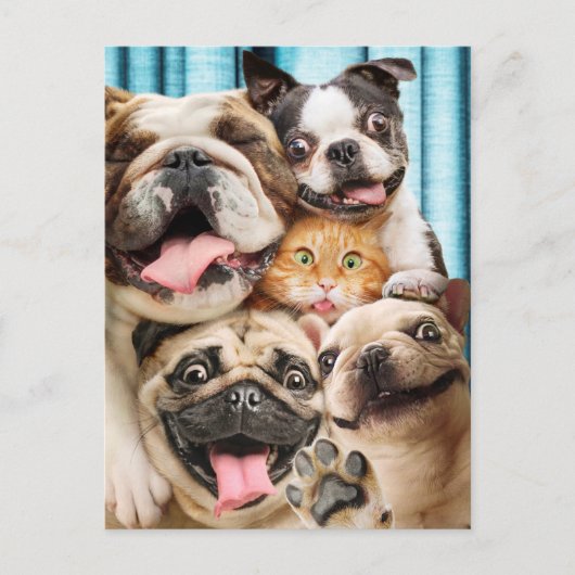 Honden en kattengroepfoto's uitnodiging briefkaart (Voorkant)