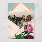 Honden in een envelop briefkaart (Voorkant)
