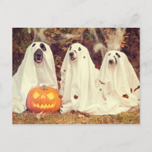 Honden in Ghost Costumes Funny Halloween Briefkaart