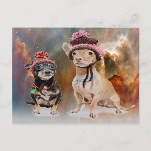 Honden in Petten Briefkaart (Voorkant)