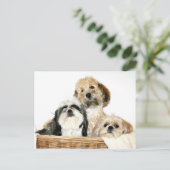 Honden in wasmand briefkaart (Staand voorkant)