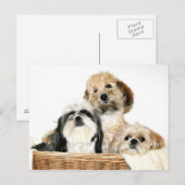 Honden in wasmand briefkaart (Voorkant / Achterkant)