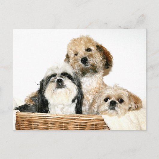 Honden in wasmand briefkaart (Voorkant)