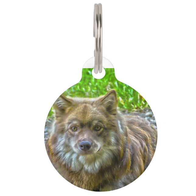 Honden Lapphunds. Huisdierpenning (Voorkant)