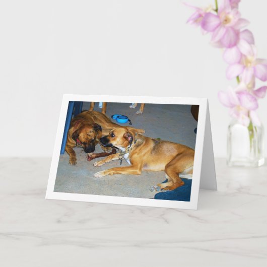 Honden met Bot Kaart (Orchidee)