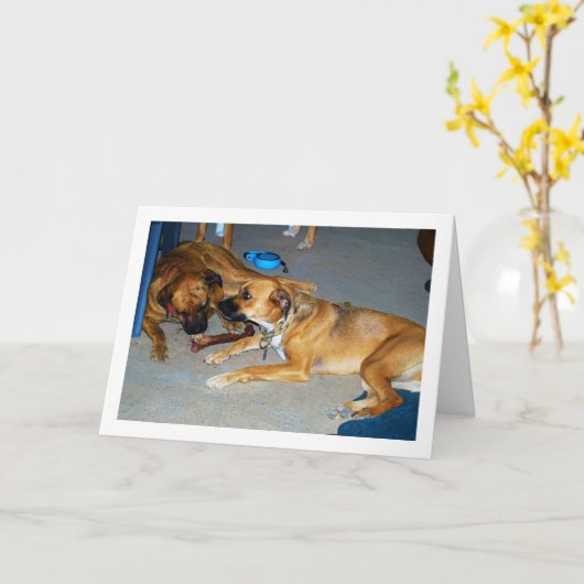 Honden met Bot Kaart (Gele Bloem)