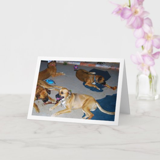 Honden met Botten en handdoeken Kaart (Orchidee)