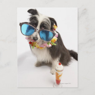 honden met zonnebrillen en parfait briefkaart