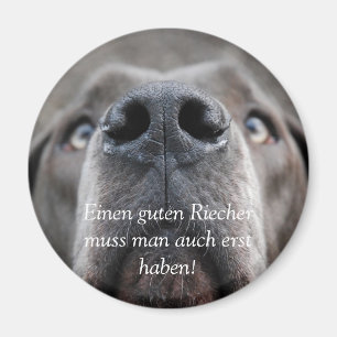 Honden neus, Een goede snuffelaar moet je ook hebb Magneet