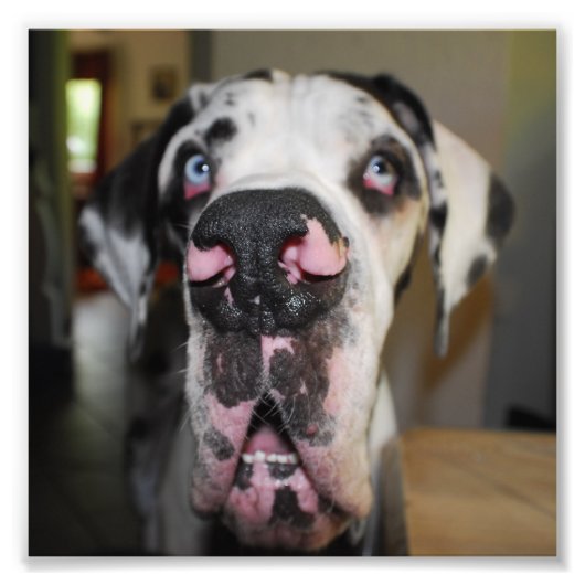 Honden neus foto afdruk (Voorkant)