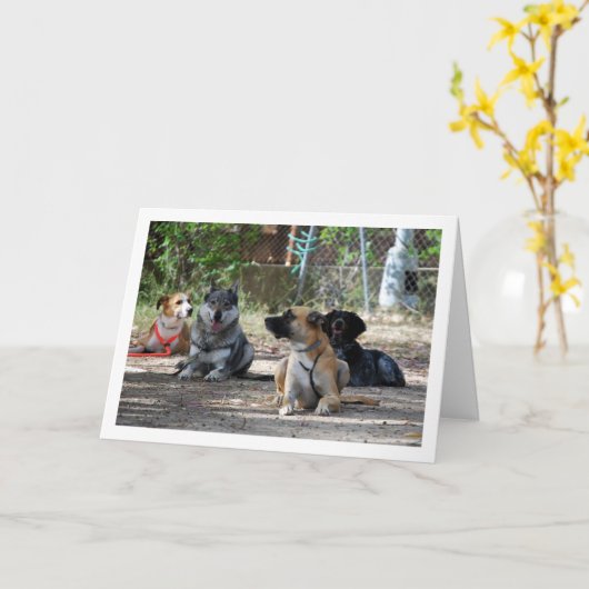 Honden op de opleidingsschool kaart (Gele Bloem)