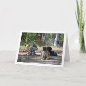 Honden op de trainingschool kaart (Voorkant)