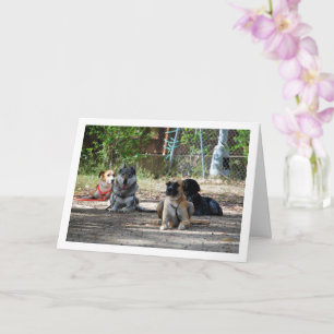 Honden op de trainingsschool kaart