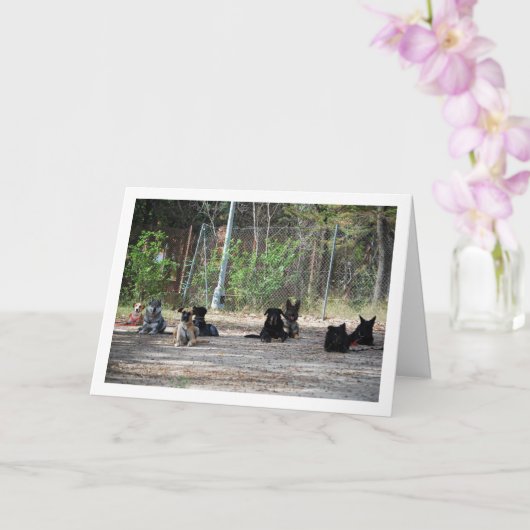 Honden op de trainingsschool kaart (Orchidee)