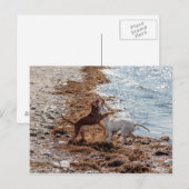 Honden op het strand briefkaart (Voorkant / Achterkant)