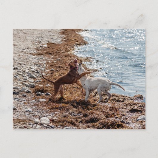 Honden op het strand briefkaart (Voorkant)