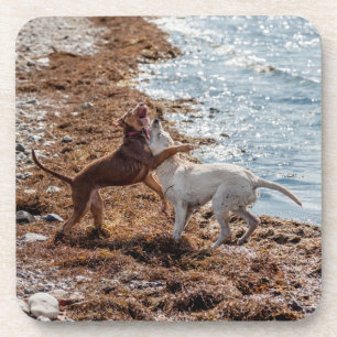 Honden op het strand onderzetter