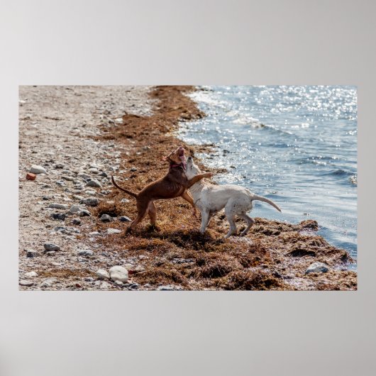 Honden op het strand poster (Voorkant)