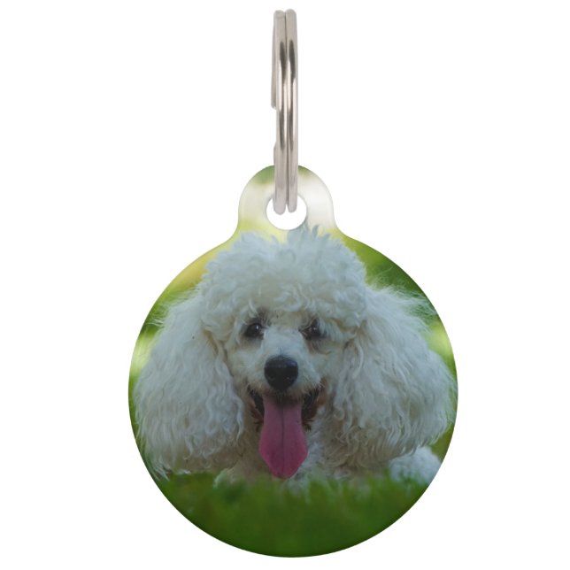 Honden Poodles. Huisdierpenning (Voorkant)