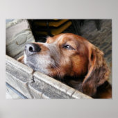 HONDEN POSTER (Voorkant)