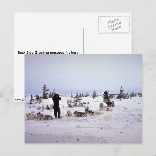 Honden rusten, Churchill, Manitoba Briefkaart (Voorkant / Achterkant)