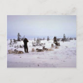 Honden rusten, Churchill, Manitoba Briefkaart (Voorkant)